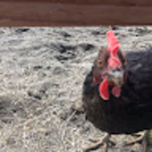 Meet your Posher, Caroline